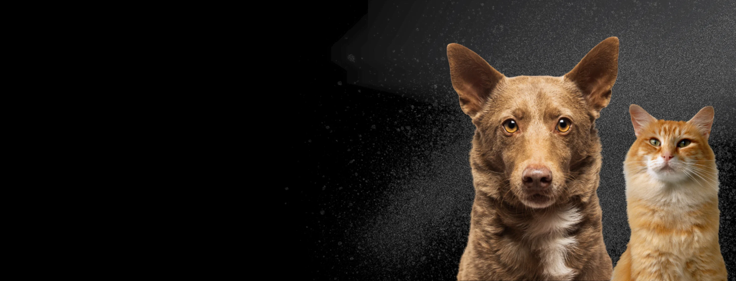 Black Friday Deals Black Friday Deals