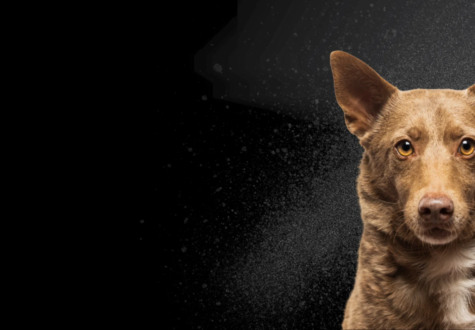 Black Friday Deals Black Friday Deals