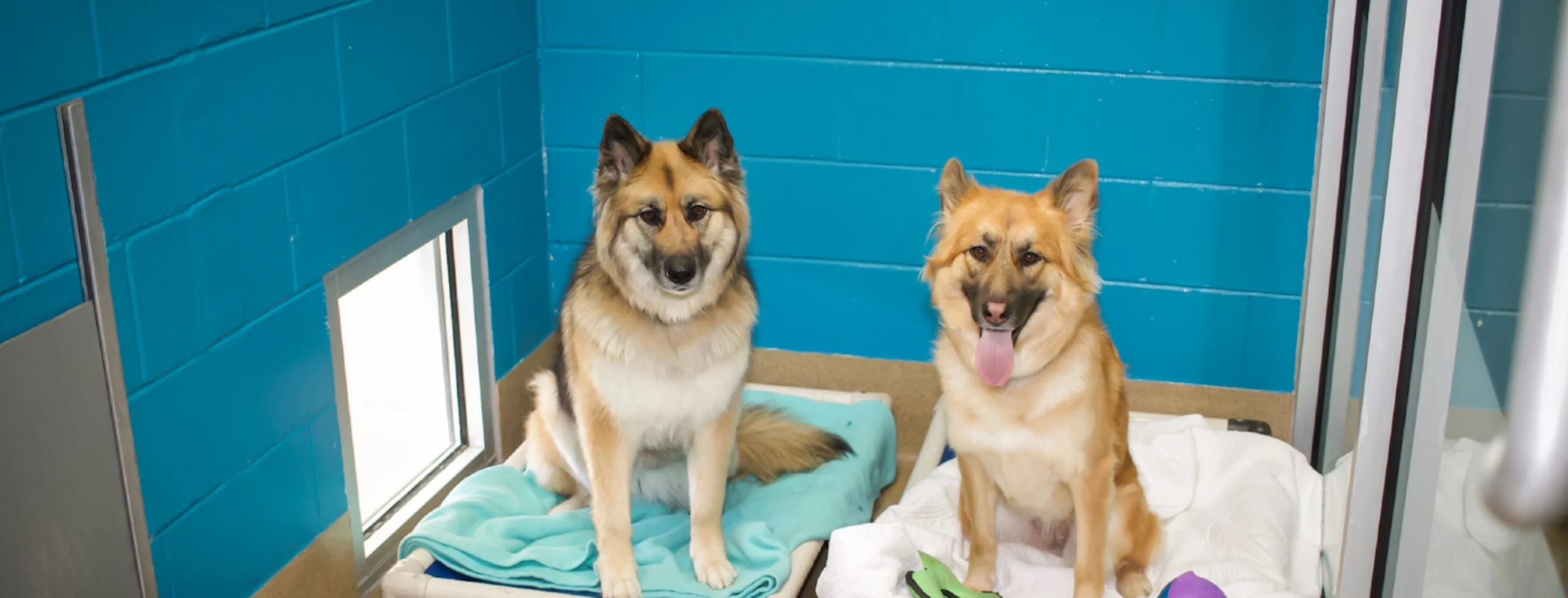 2 large dogs sitting on dog beds in spacious boarding kennel