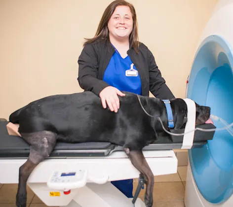 A CT Scan being performed at Airline Animal Health & Surgery Center