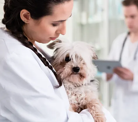Staff member holding dog in clinic Staff member holding dog in clinic