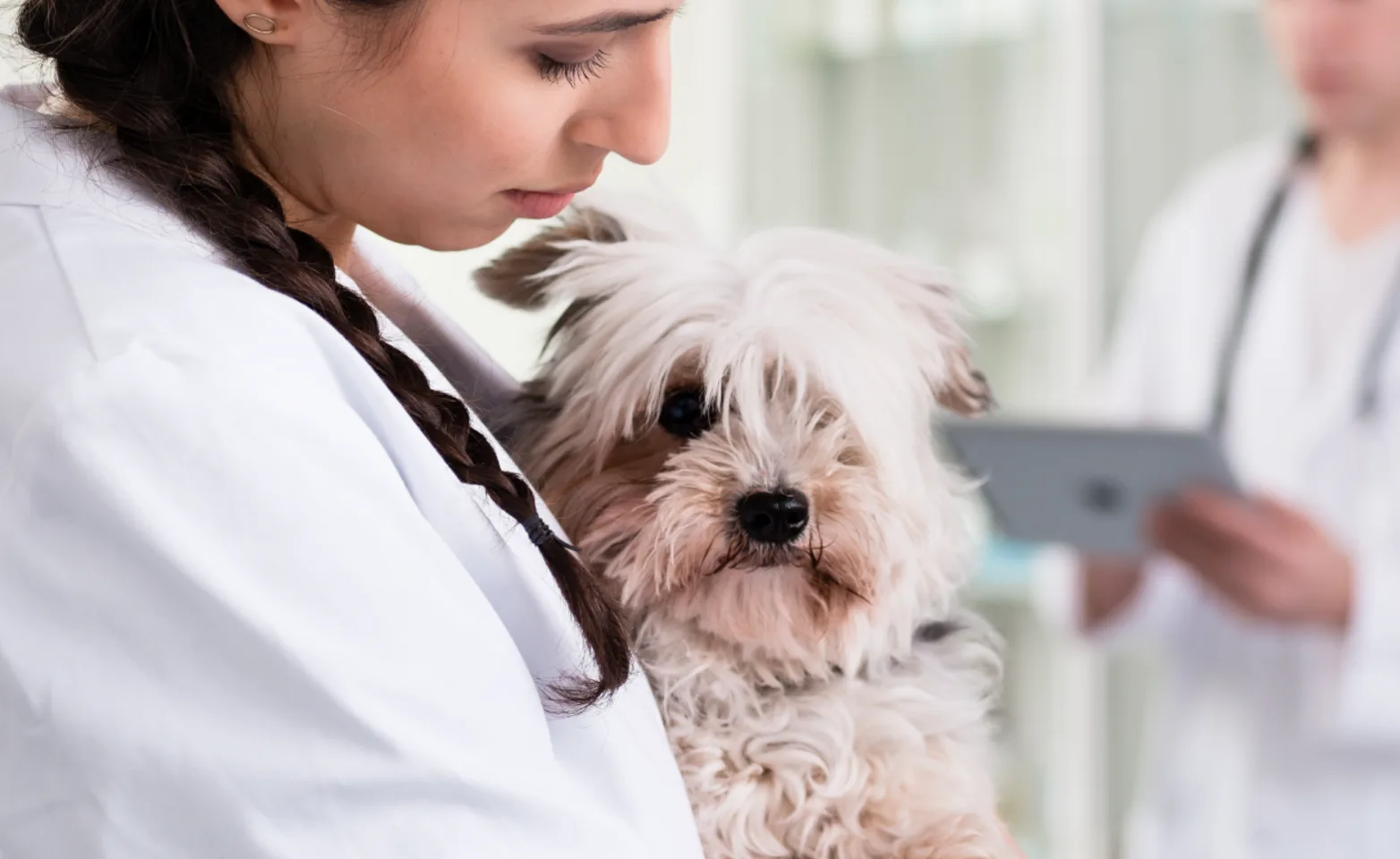 Staff member holding dog in clinic Staff member holding dog in clinic