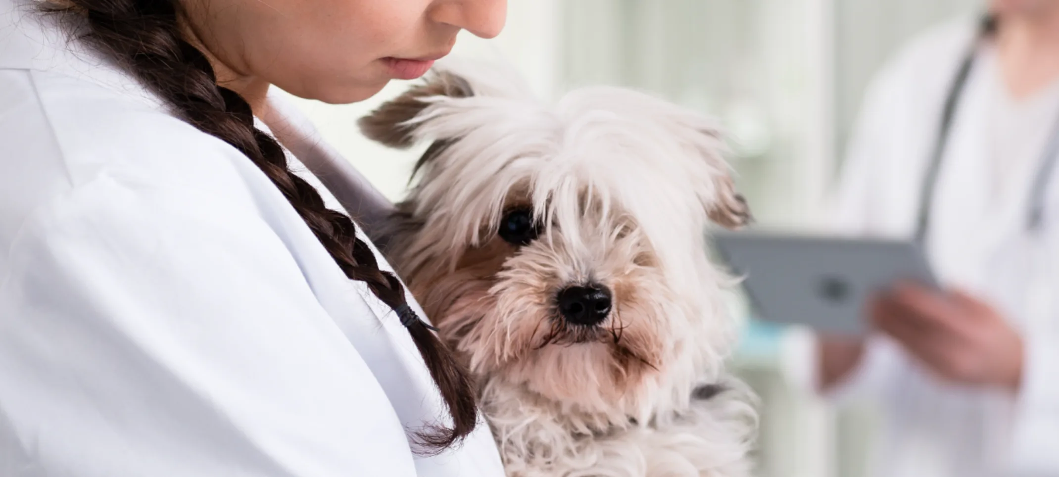 Staff member holding dog in clinic Staff member holding dog in clinic