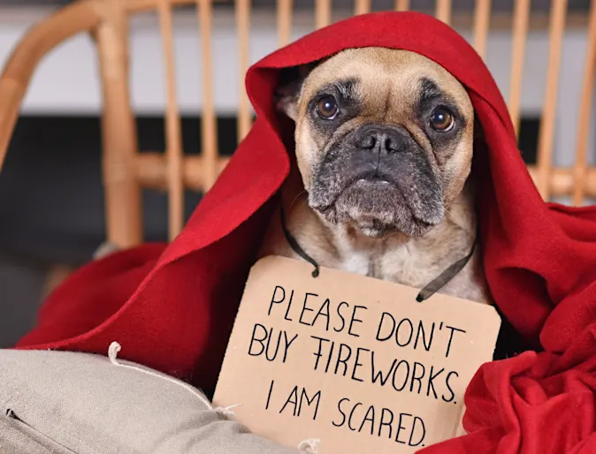 French Bulldog hiding under blanket with sign French Bulldog hiding under blanket with sign