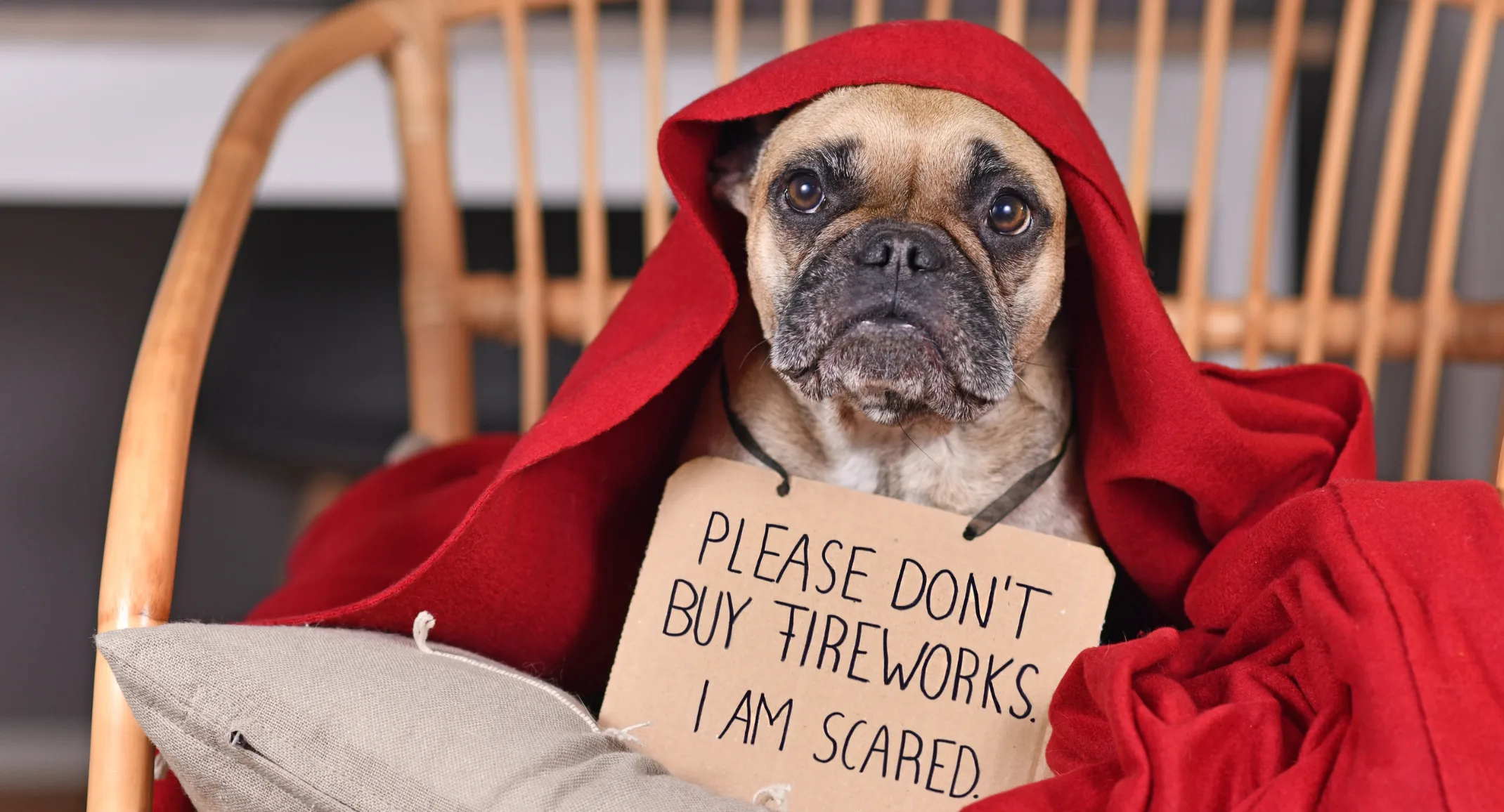 French Bulldog hiding under blanket with sign French Bulldog hiding under blanket with sign