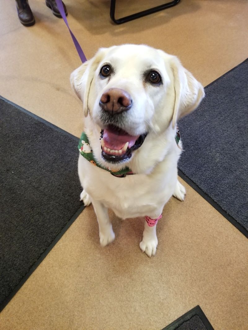 White dog named Misha