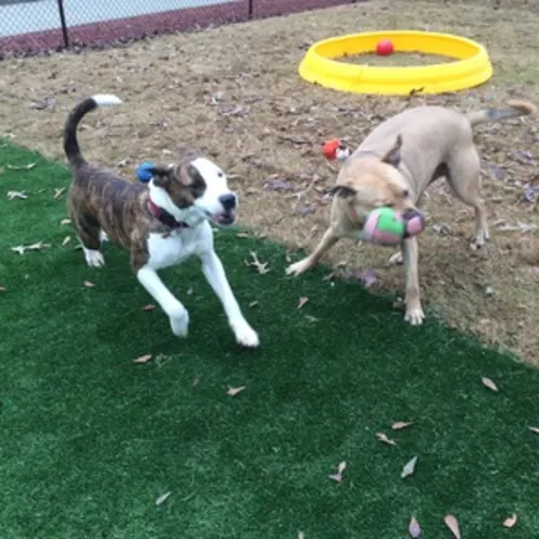 Dogs playing