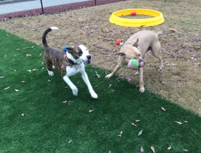 Dogs playing