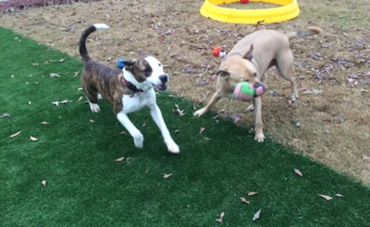 Dogs playing