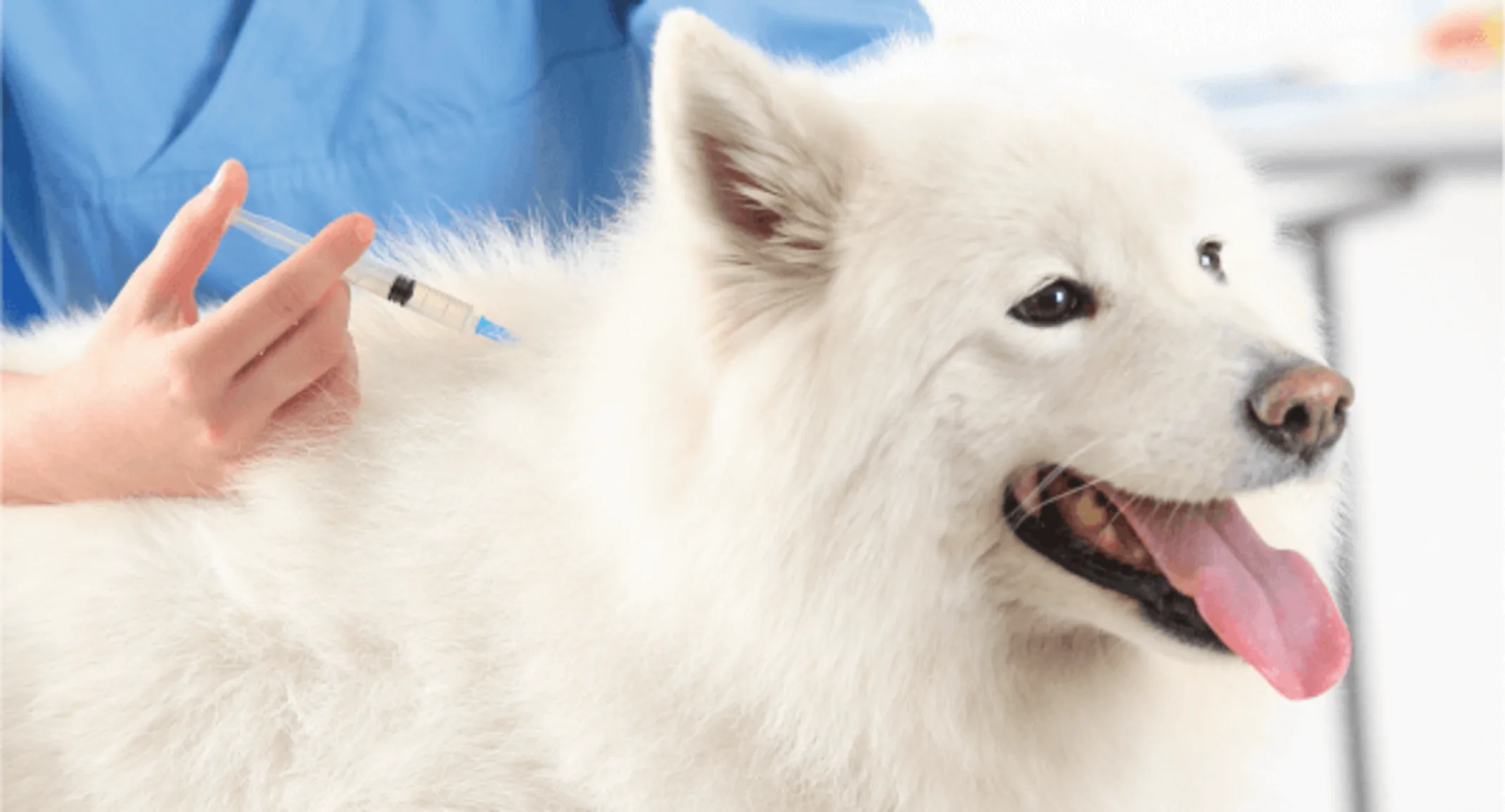 White fluffy dog is on a table where he or she is about to get vaccinated by a staff member. White fluffy dog is on a table where he or she is about to get vaccinated by a staff member.