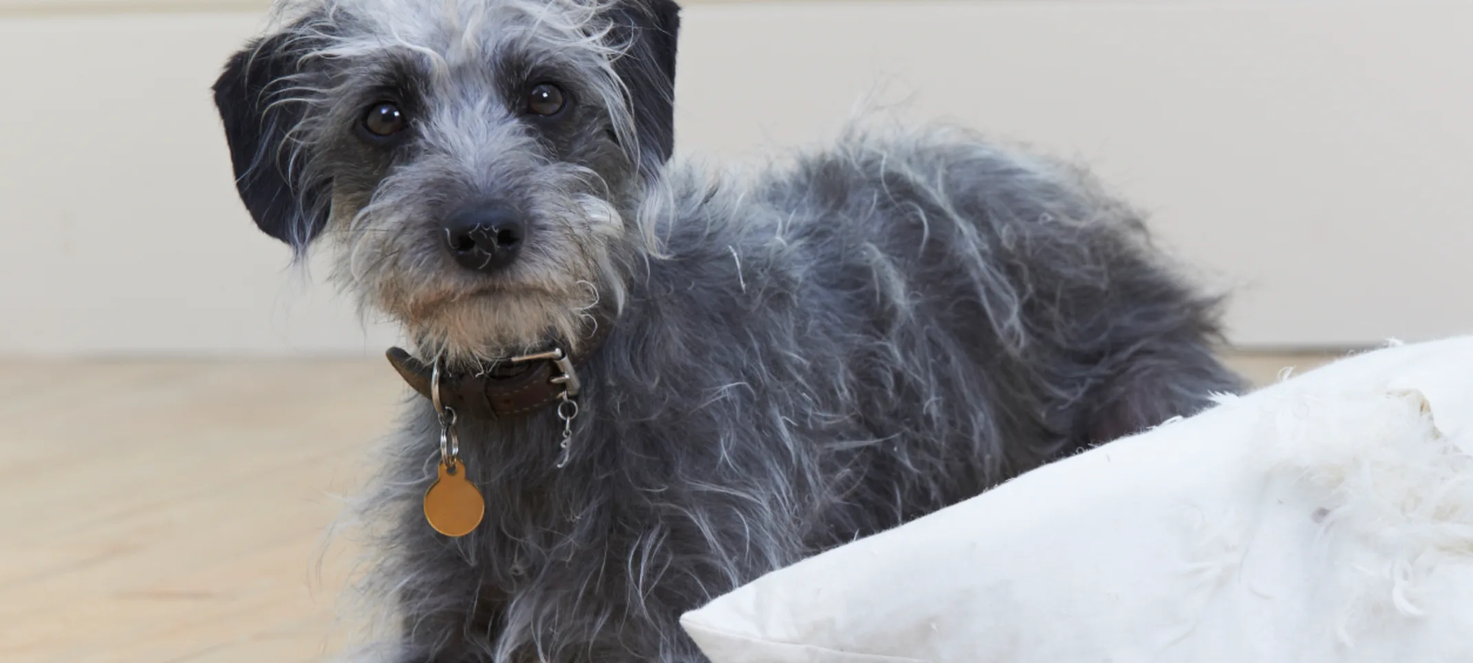 Scrawny black and grey dog tearing up a pillow case. Scrawny black and grey dog tearing up a pillow case.