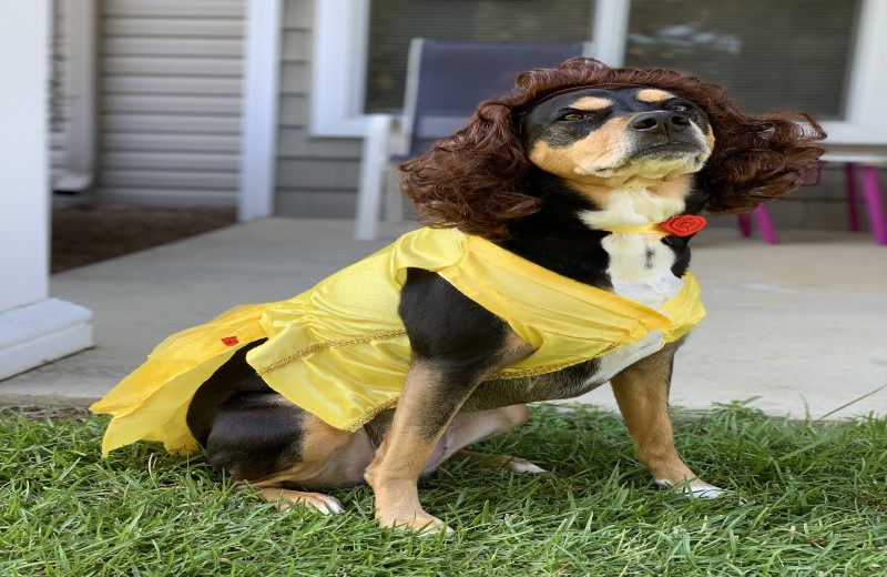Mandy the dog in the princess belle costume