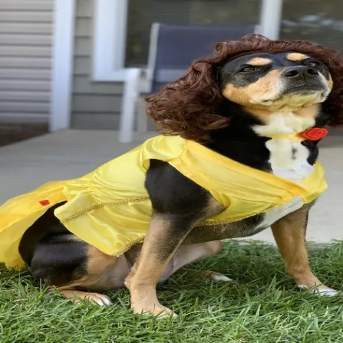 Mandy the dog in the princess belle costume