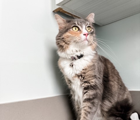 Cat sitting in a corner