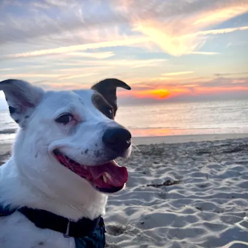 Kango Dupal Kango Dupal