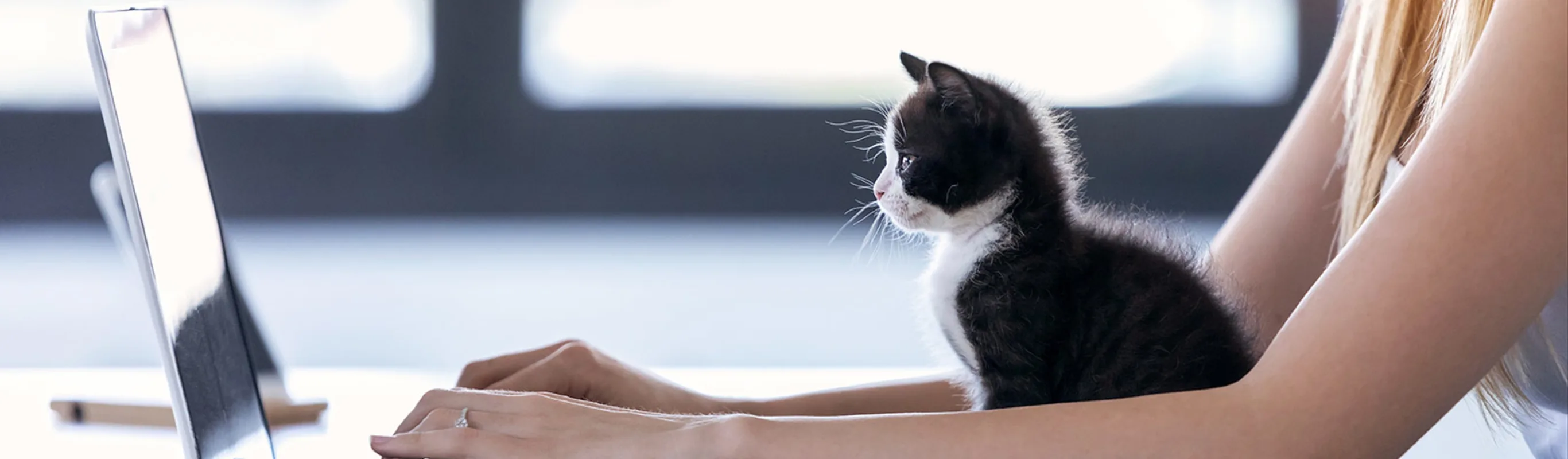 kitten sitting with woman working on laptop