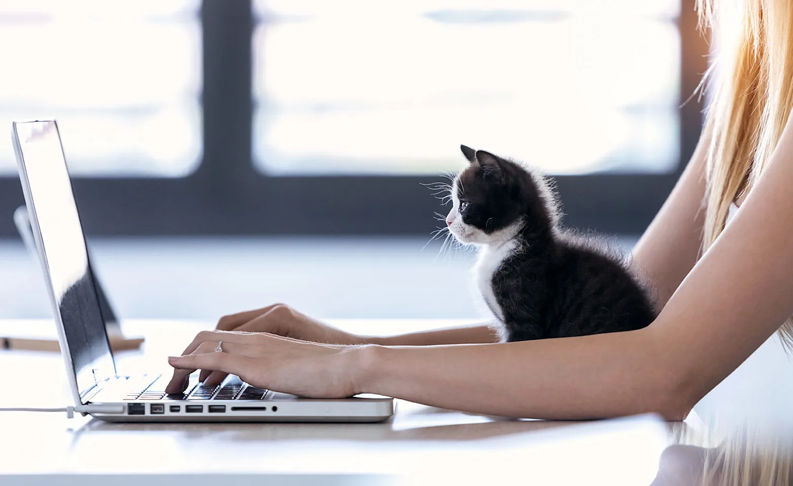 kitten sitting with woman working on laptop kitten sitting with woman working on laptop