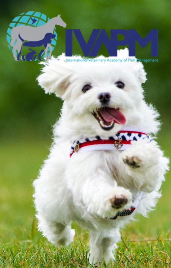 white dog running in grass