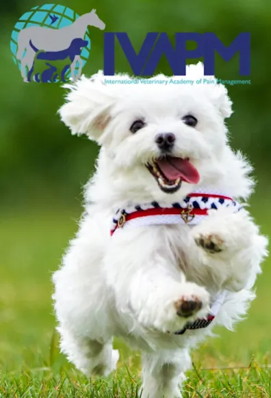 white dog running in grass white dog running in grass
