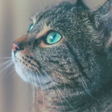 A Green-Eyed Cat Staring Off to the Left A Green-Eyed Cat Staring Off to the Left