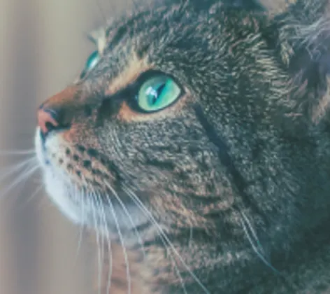 A Green-Eyed Cat Staring Off to the Left