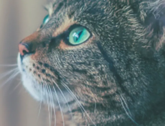 A Green-Eyed Cat Staring Off to the Left