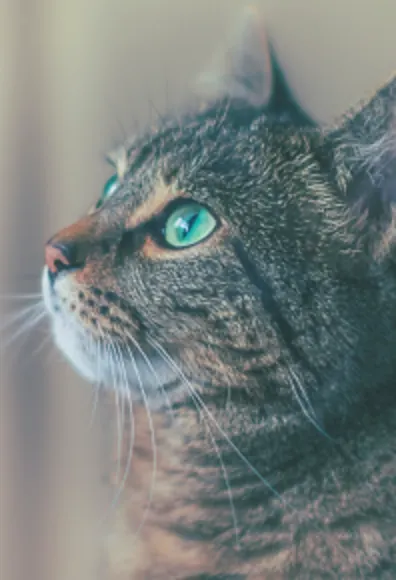 A Green-Eyed Cat Staring Off to the Left