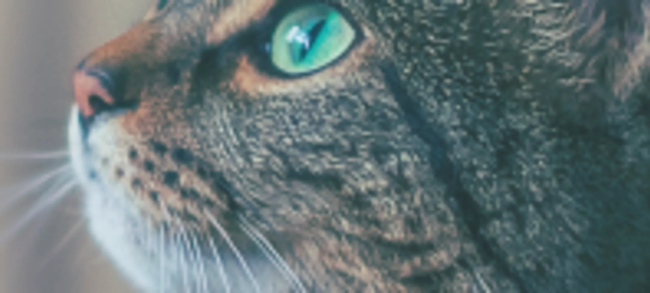 A Green-Eyed Cat Staring Off to the Left A Green-Eyed Cat Staring Off to the Left
