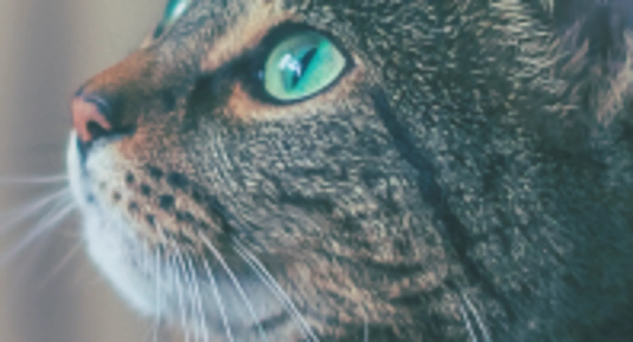 A Green-Eyed Cat Staring Off to the Left A Green-Eyed Cat Staring Off to the Left