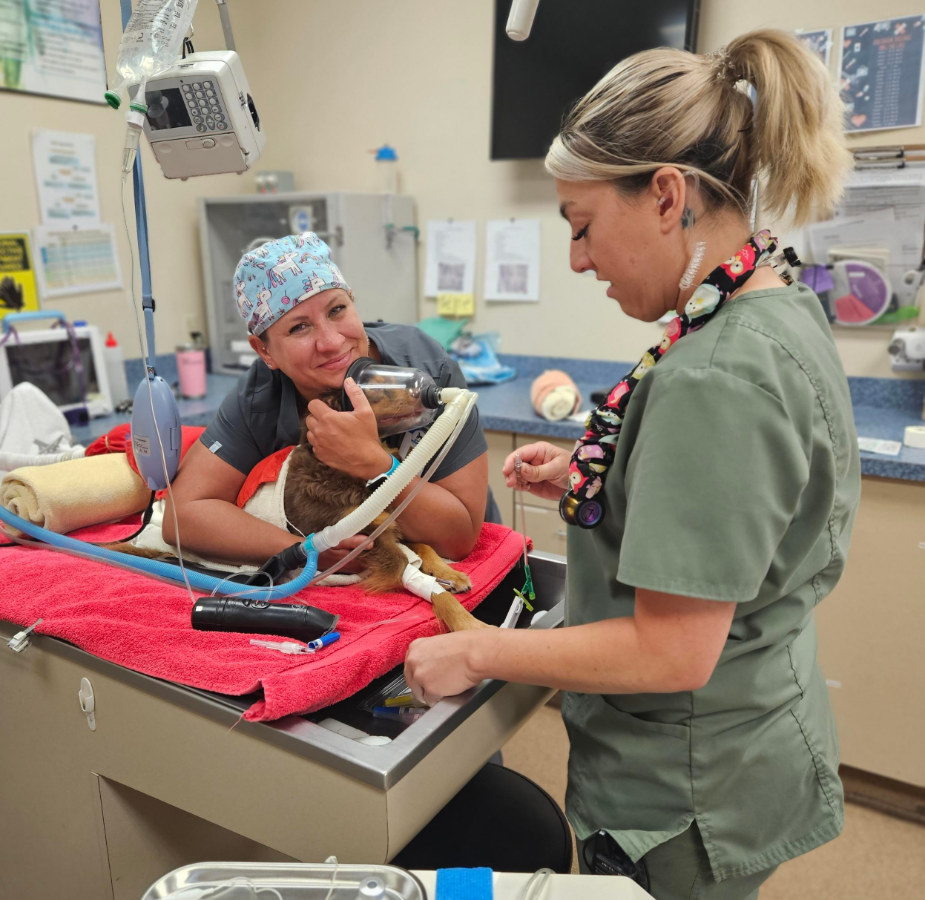 Two staff members caring for a dog on a table with an oxygen mask on 