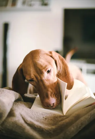 A small brown dog laying on a bed with its nose in the pages of a book
