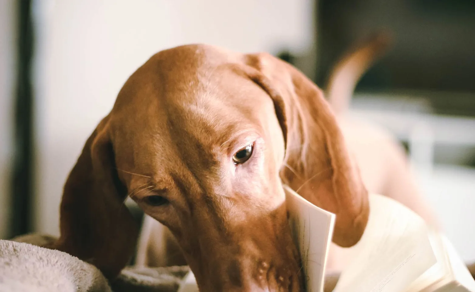 A small brown dog laying on a bed with its nose in the pages of a book