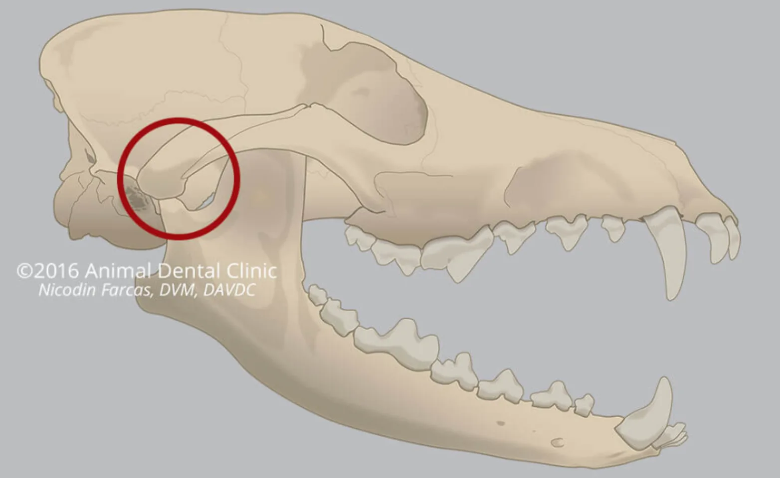 Diagram of an animal jaw Diagram of an animal jaw