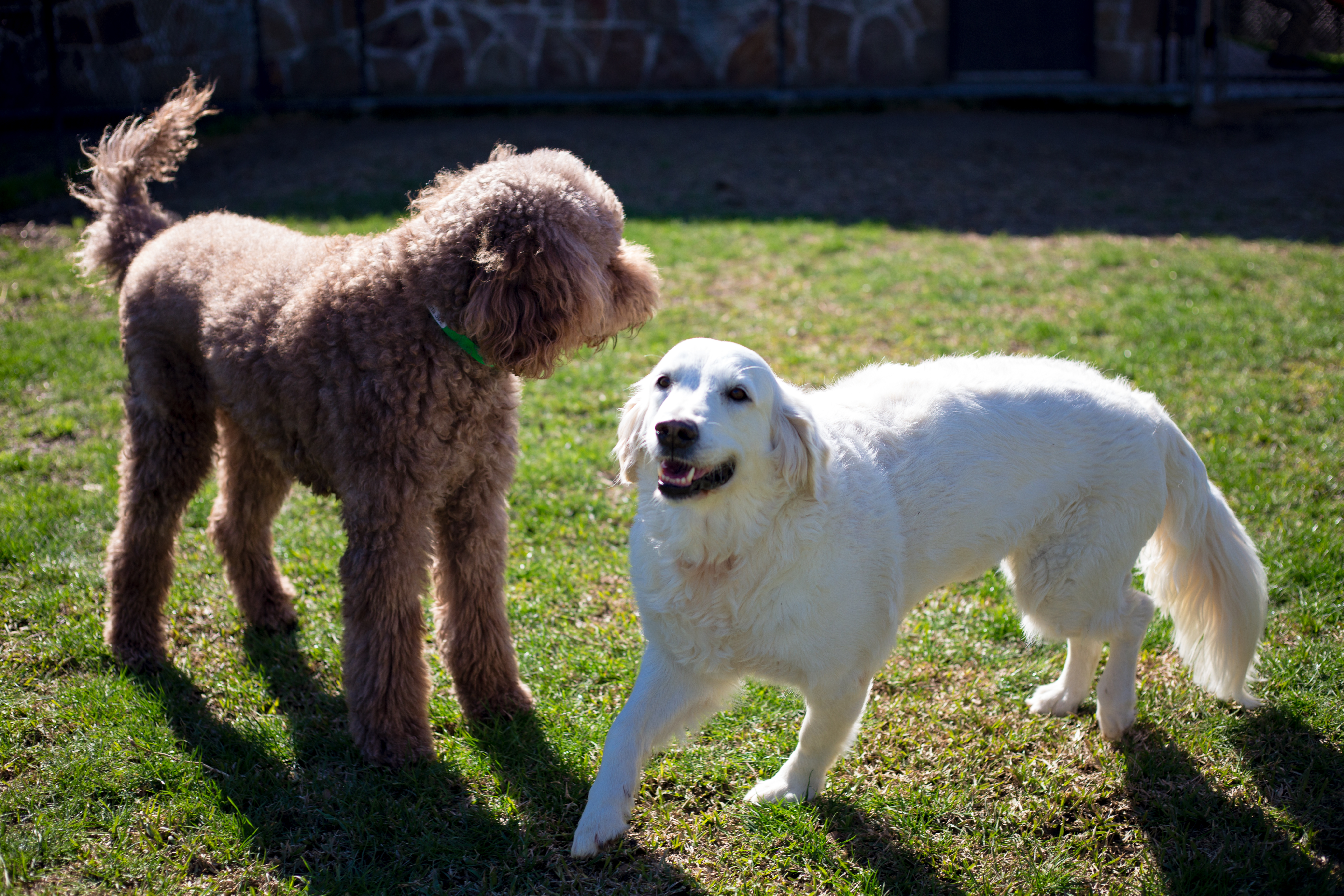 two dogs playing on grass at elite suites in Heath