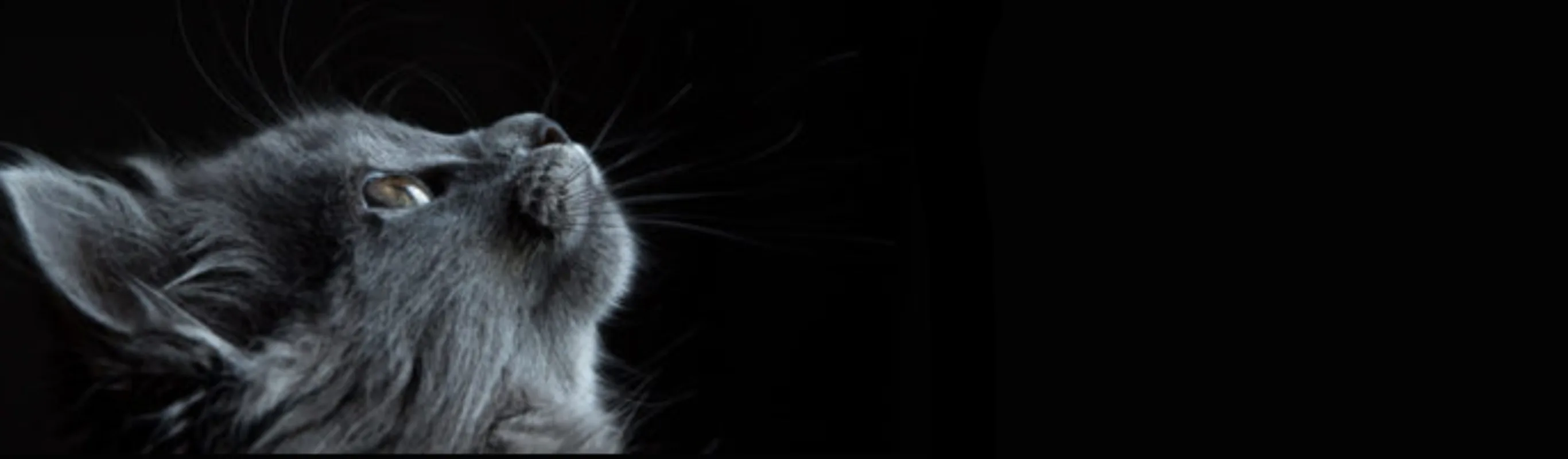 A gray cat in a black background. A gray cat in a black background.