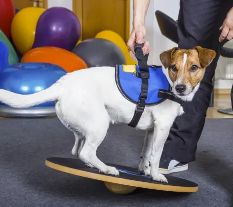 A white and brown dog is balancing on a medicine balancing board for their phyical therapy session. 
