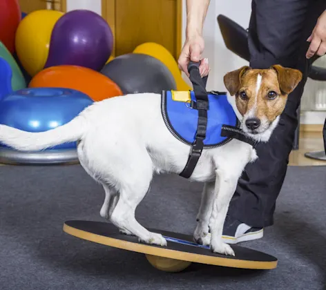 A white and brown dog is balancing on a medicine balancing board for their phyical therapy session. 