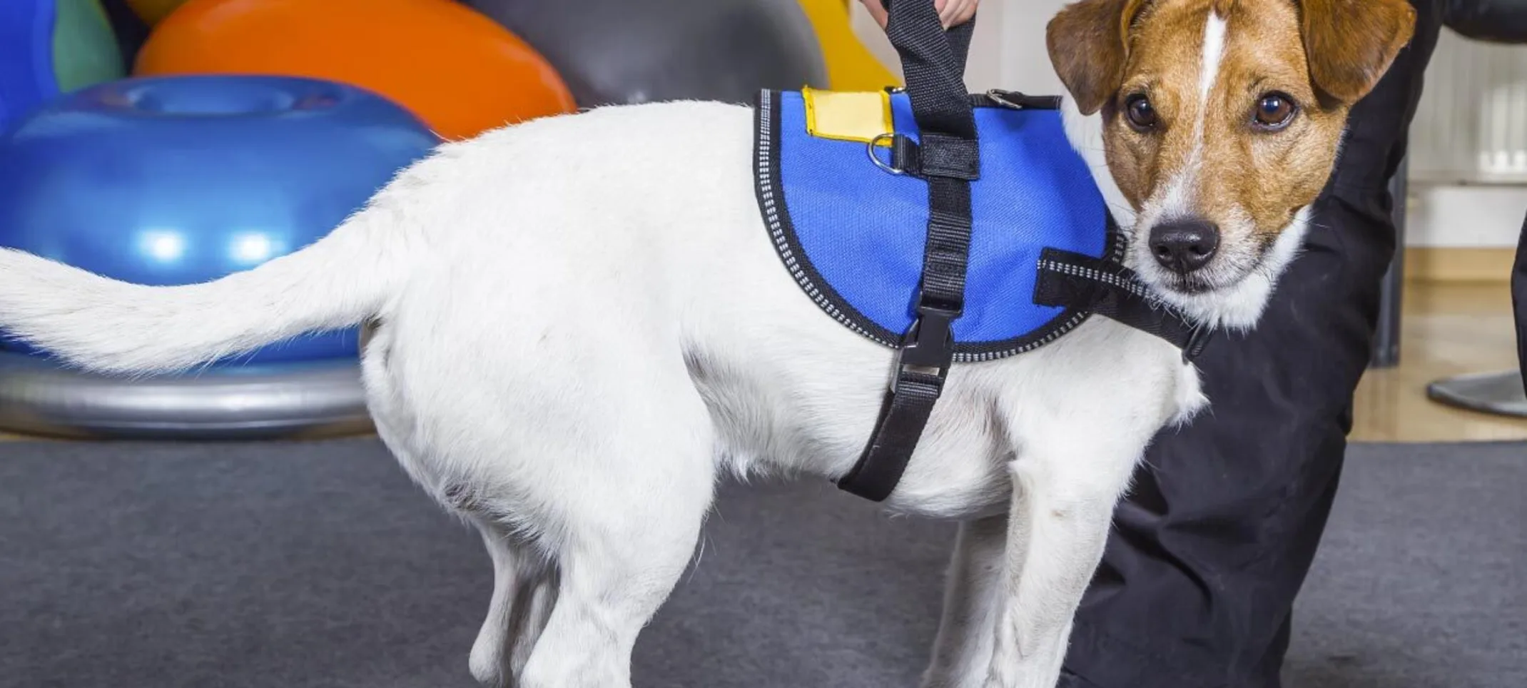 A white and brown dog is balancing on a medicine balancing board for their phyical therapy session. A white and brown dog is balancing on a medicine balancing board for their phyical therapy session.