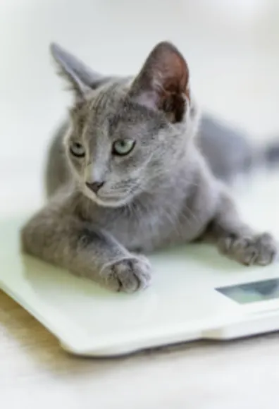 Cat Next to a Weigh