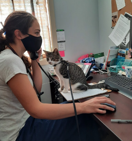Staff Member Working with a Cat