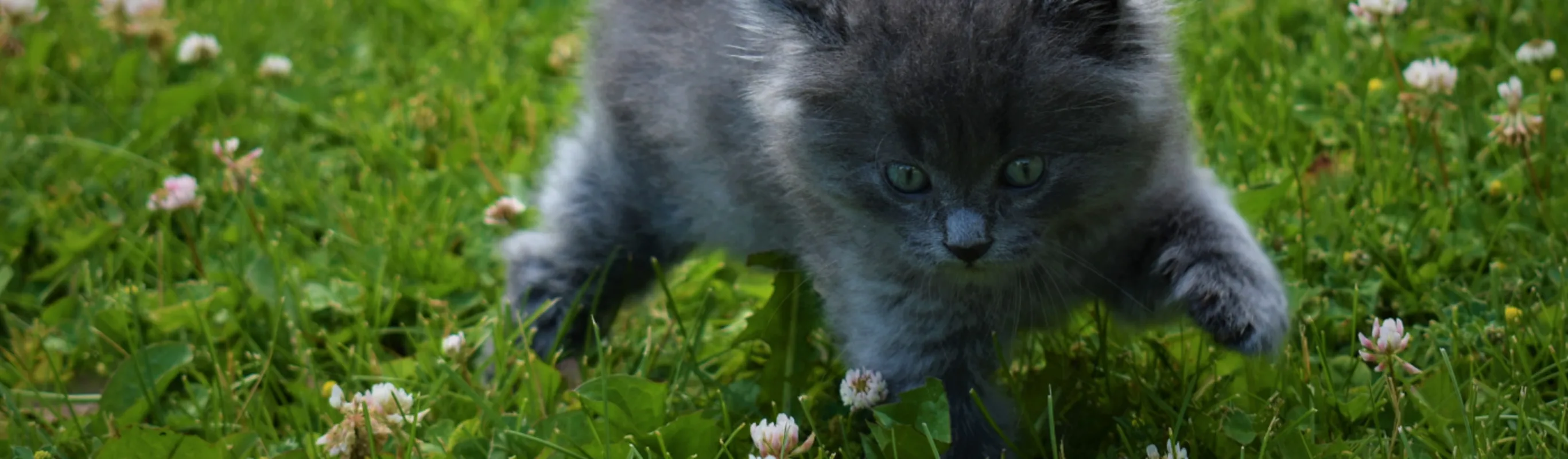 Gray kitten running through grass and flowers