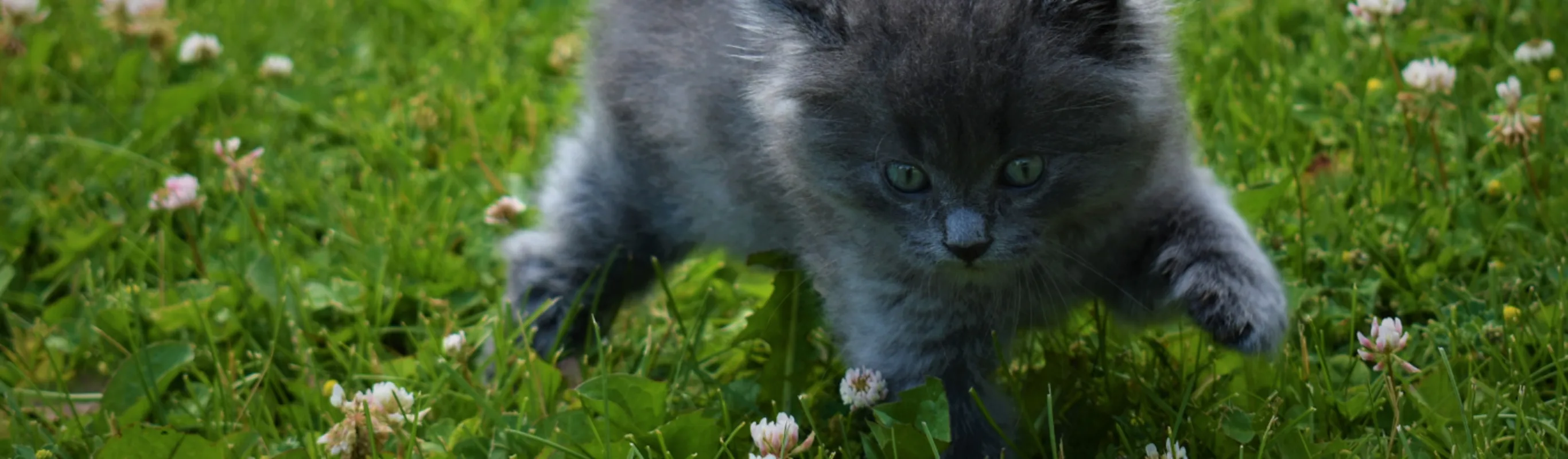 Gray kitten running through grass and flowers Gray kitten running through grass and flowers