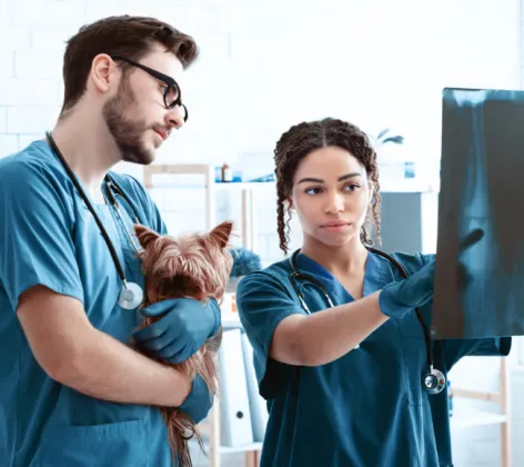 Two Veterinarians Examining an X-Ray with a Dog
