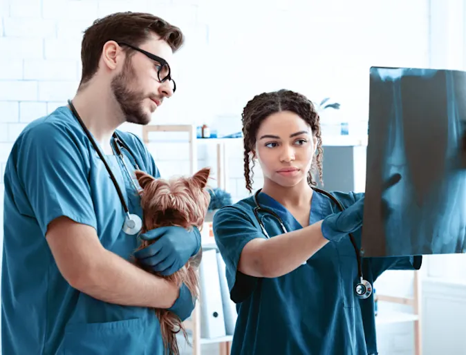 Two Veterinarians Examining an X-Ray with a Dog Two Veterinarians Examining an X-Ray with a Dog