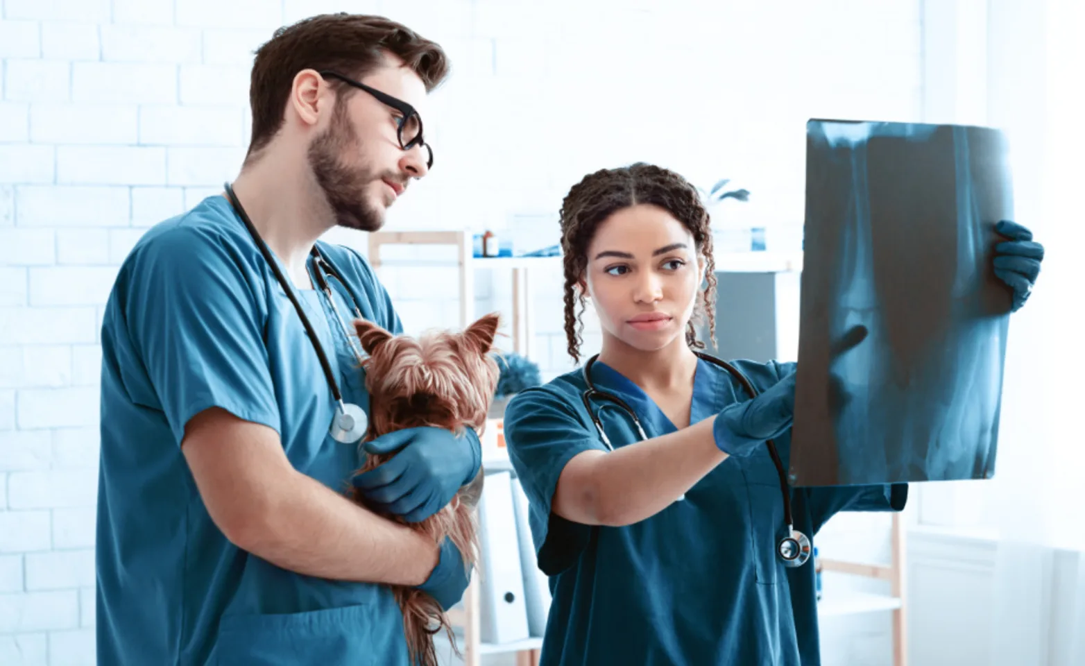 Two Veterinarians Examining an X-Ray with a Dog