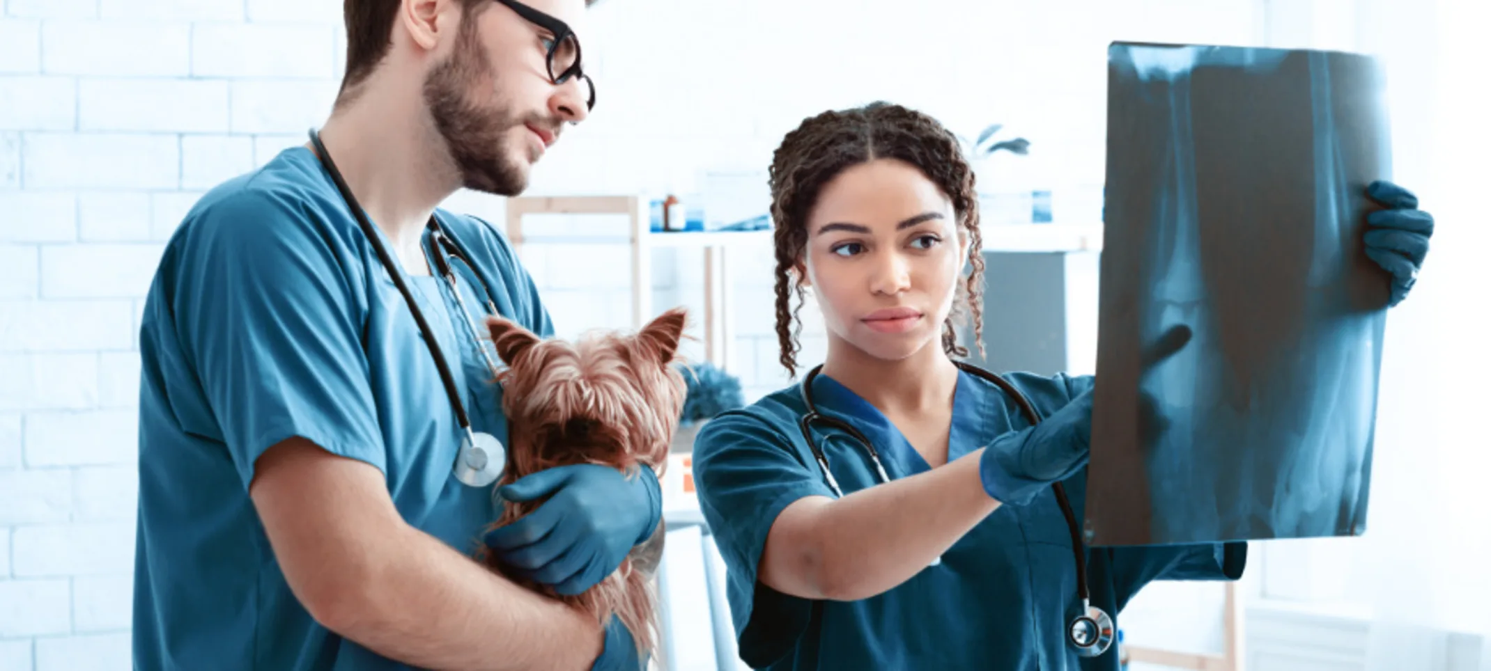 Two Veterinarians Examining an X-Ray with a Dog