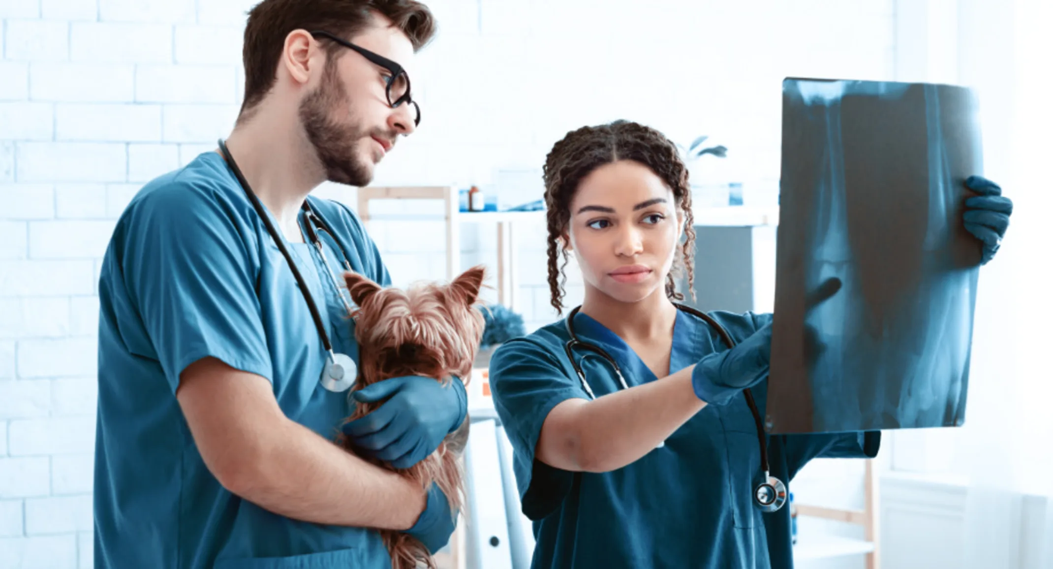 Two Veterinarians Examining an X-Ray with a Dog Two Veterinarians Examining an X-Ray with a Dog