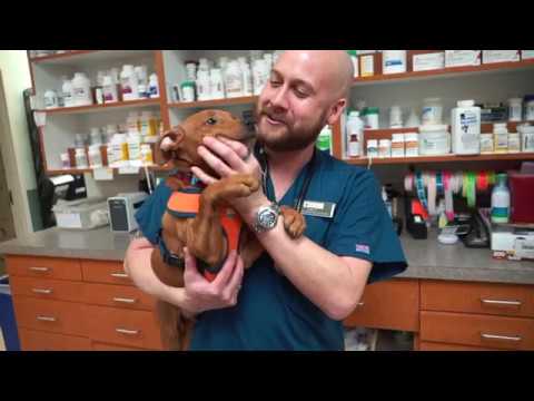 Animal Hospital in Herndon, VA | Clocktower Animal Hospital