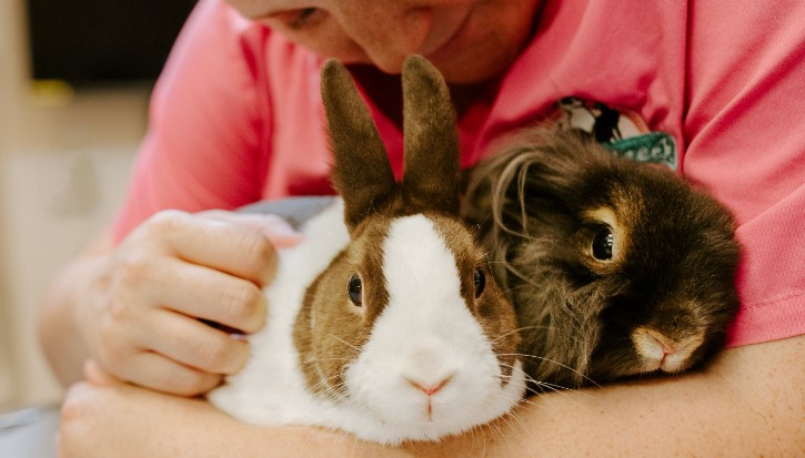 Veterinarian Holding Two Rabbits