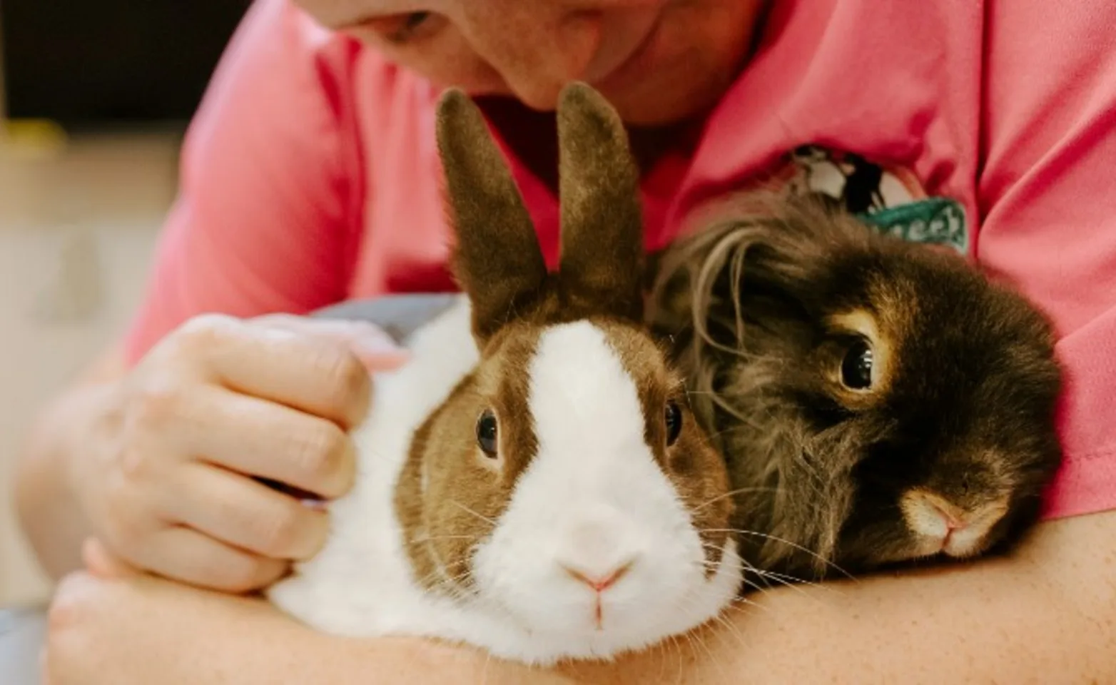 Veterinarian Holding Two Rabbits Veterinarian Holding Two Rabbits